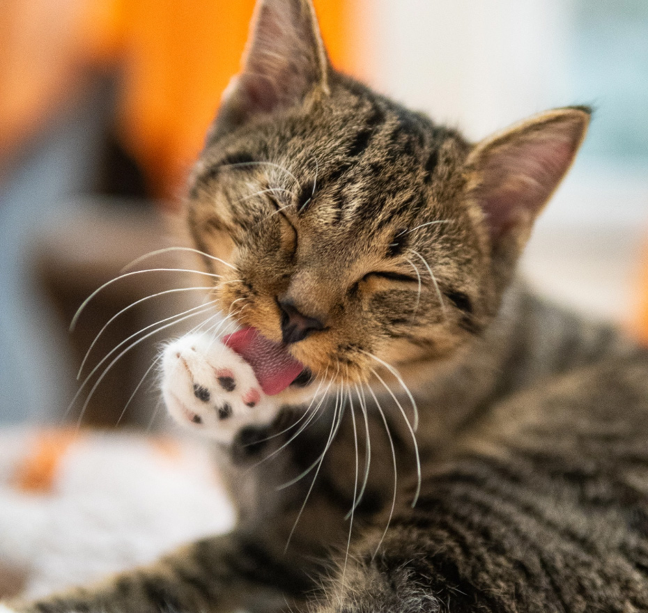 Katzenvermittlung - Tierheim Hannover
