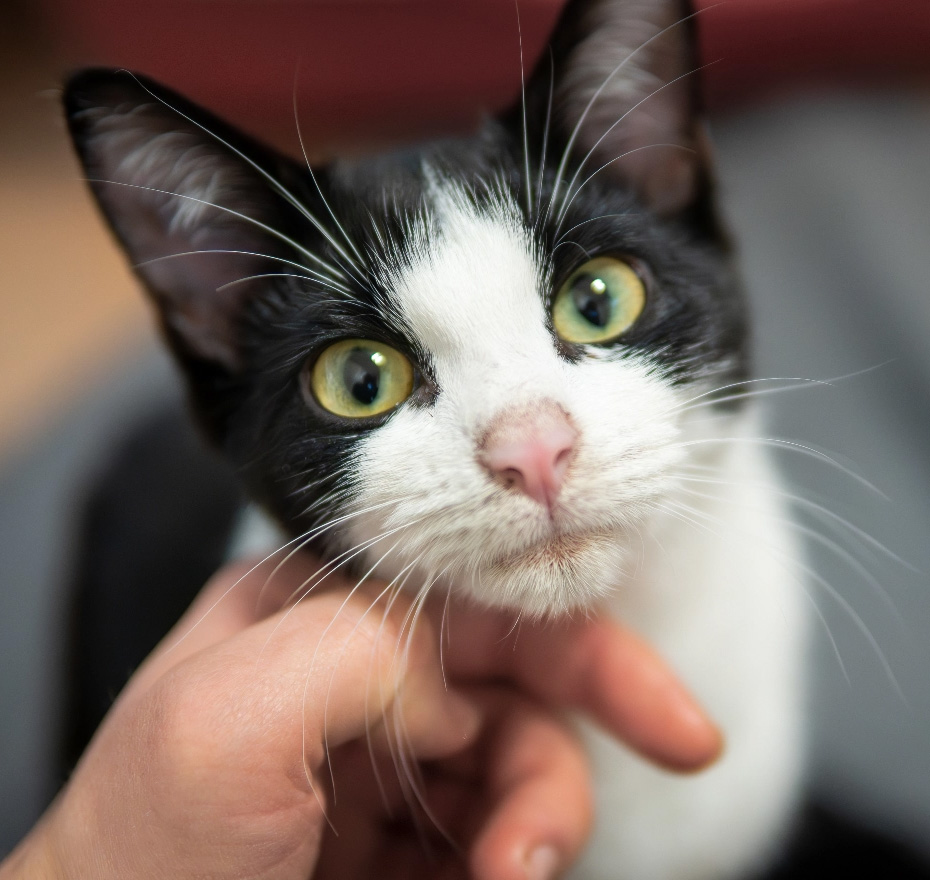 Katze adoptieren - Tierheim Hannover