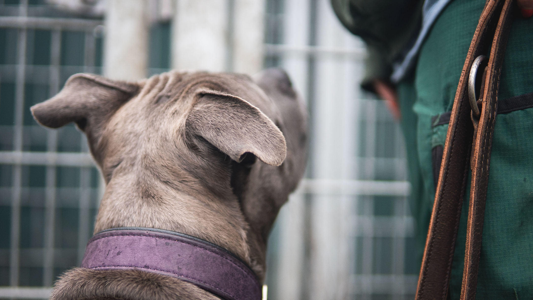 Tiervermittlung Hunde