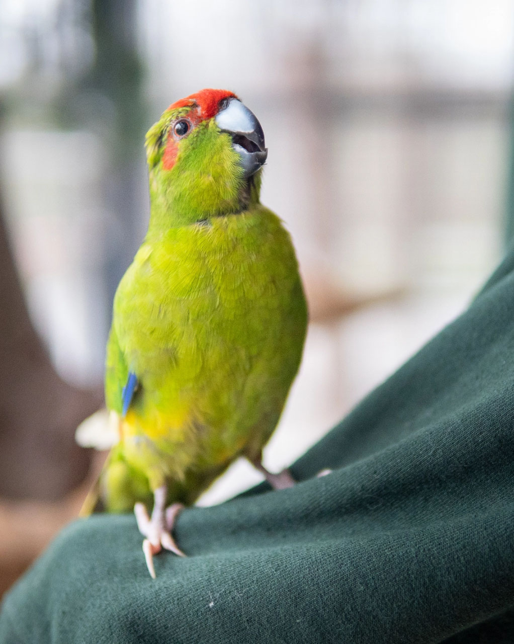 Vogelvermittlung in Hannover
