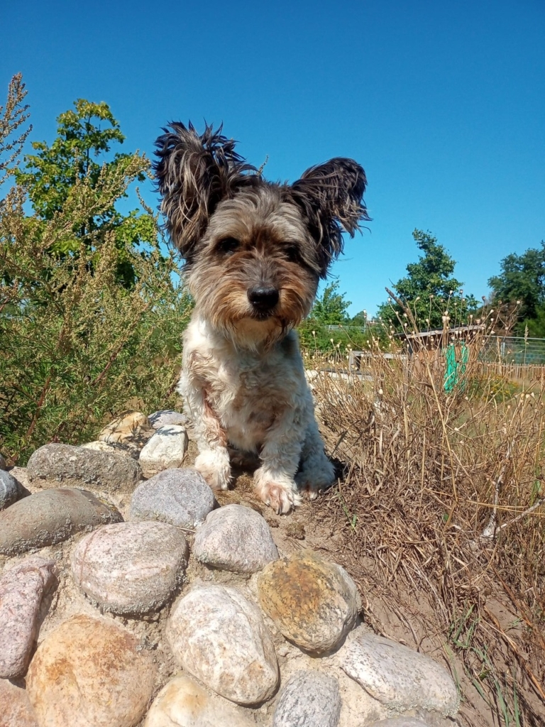 Tierportrait von Spocky