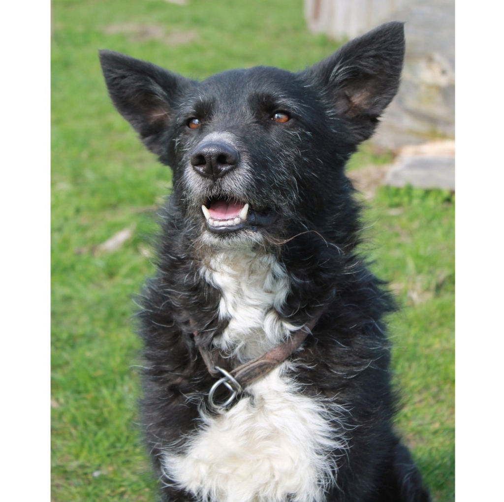 Tierportrait von Oskar