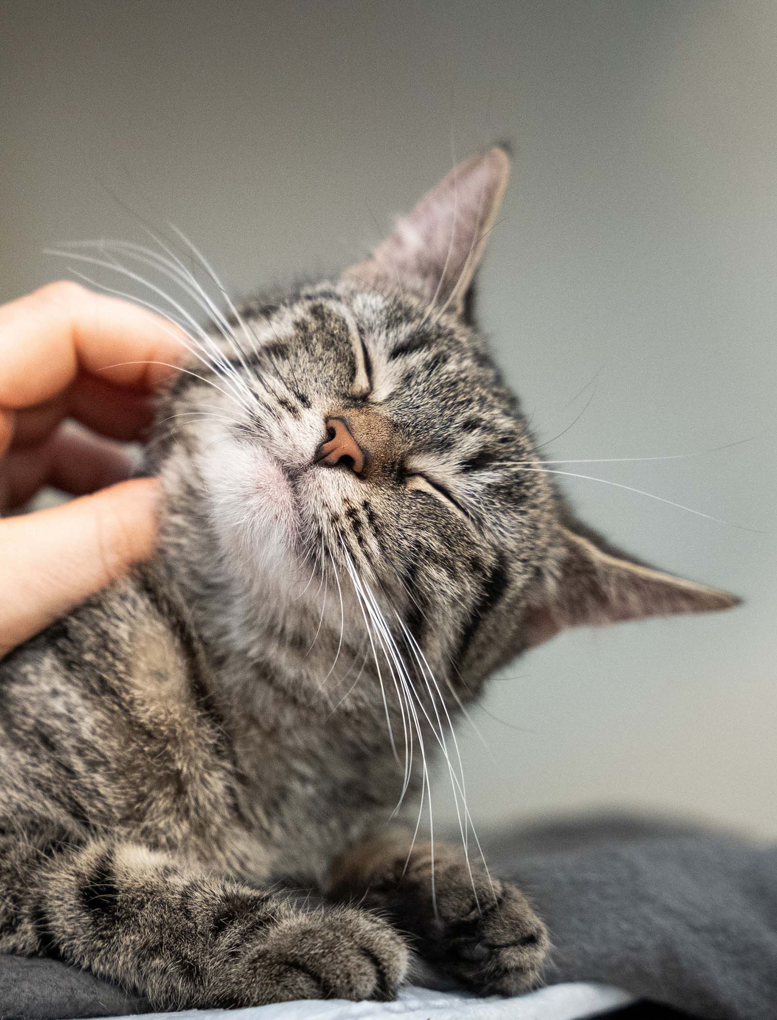 Katzenvermittlung - Tierheim Hannover