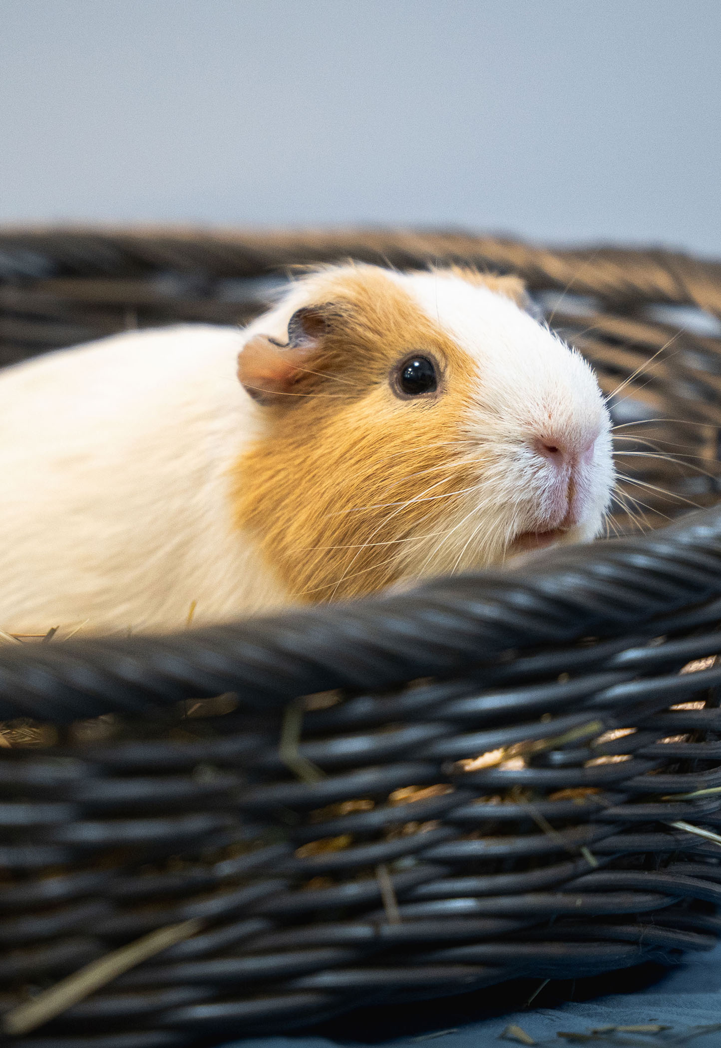 Kleintiervermittlung - Tierheim Hannover