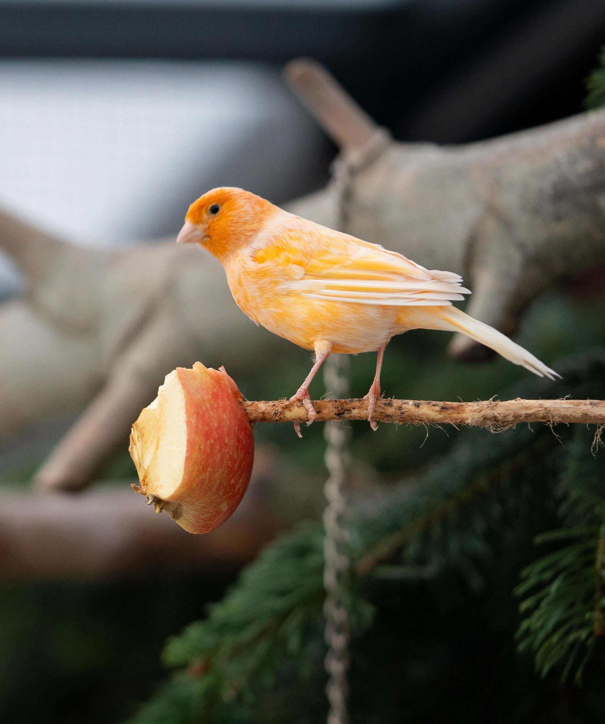 Wie adoptiere ich einen Vogel aus dem Tierheim und was kostet das?