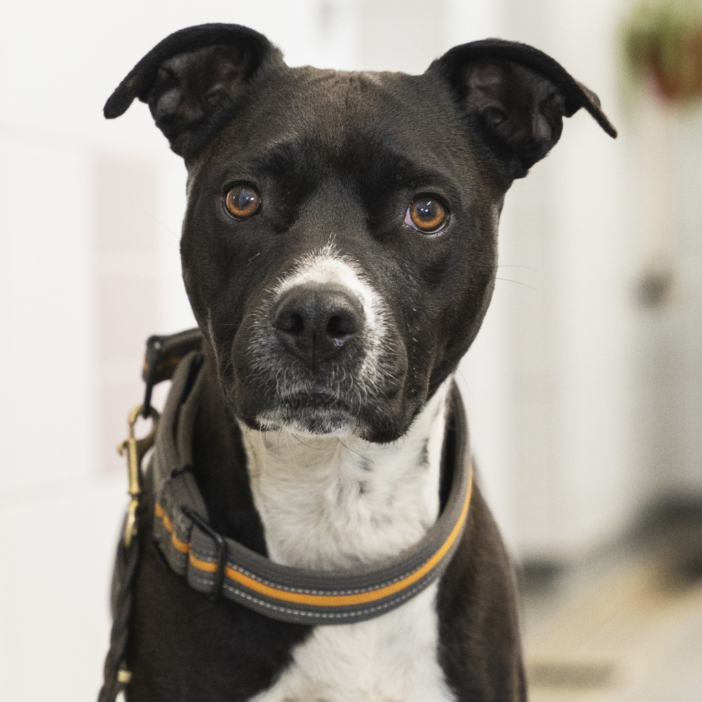 Tierportrait von Emily Erdbeere