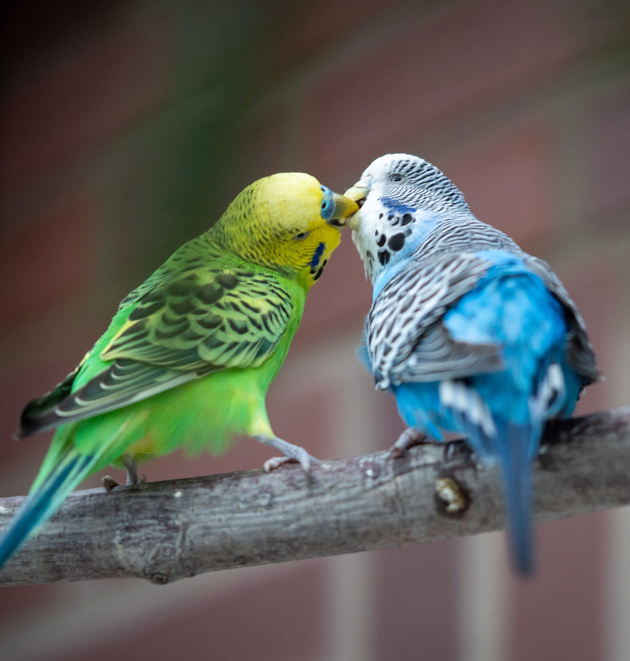 Geldspenden - Finanzielle Unterstützung für Tiere