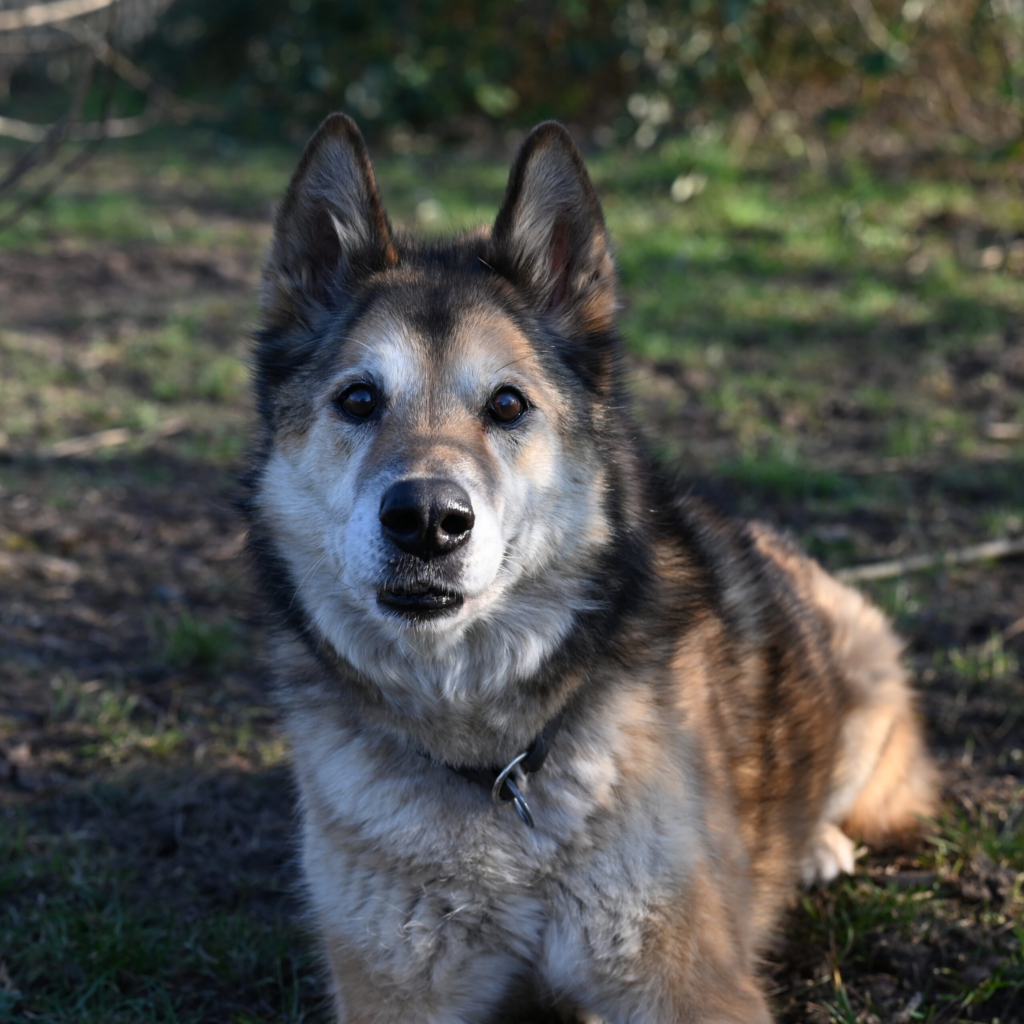 Tierportrait von Heidi