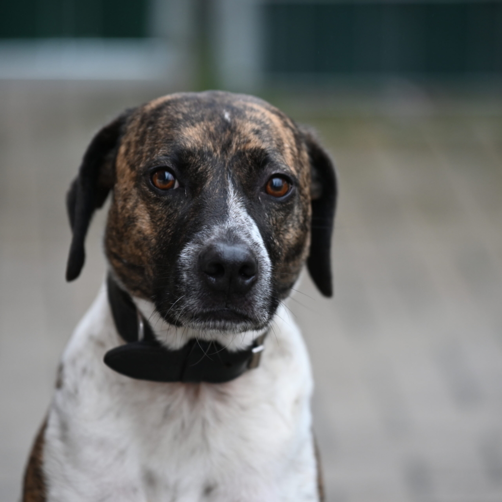 Tierportrait von Puma