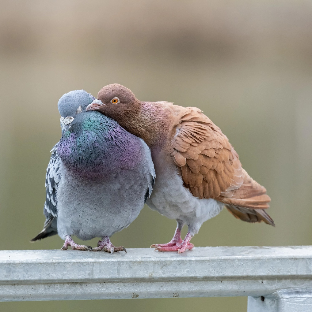 Helfen - Glückliche Stadttauben