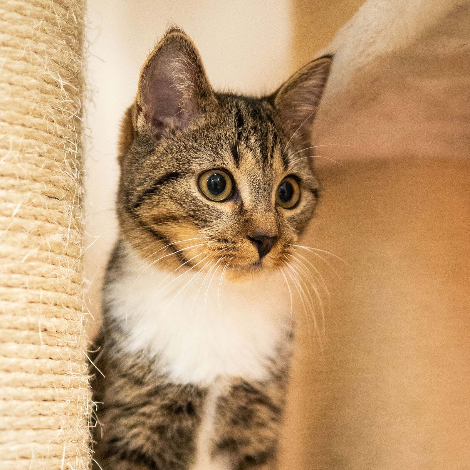 So finden Tiere ein neues zuhause