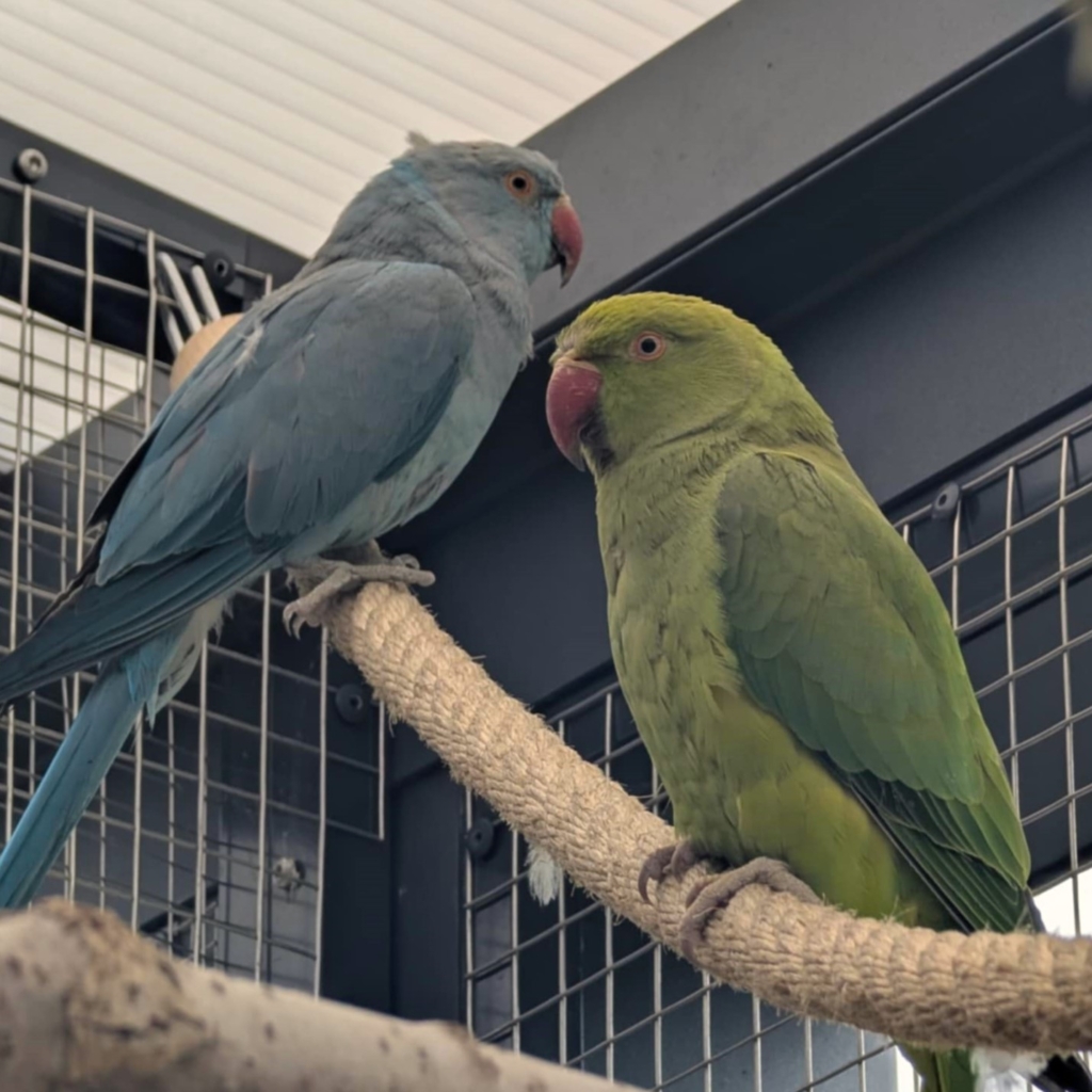 Tierportrait von Halsbandsittiche