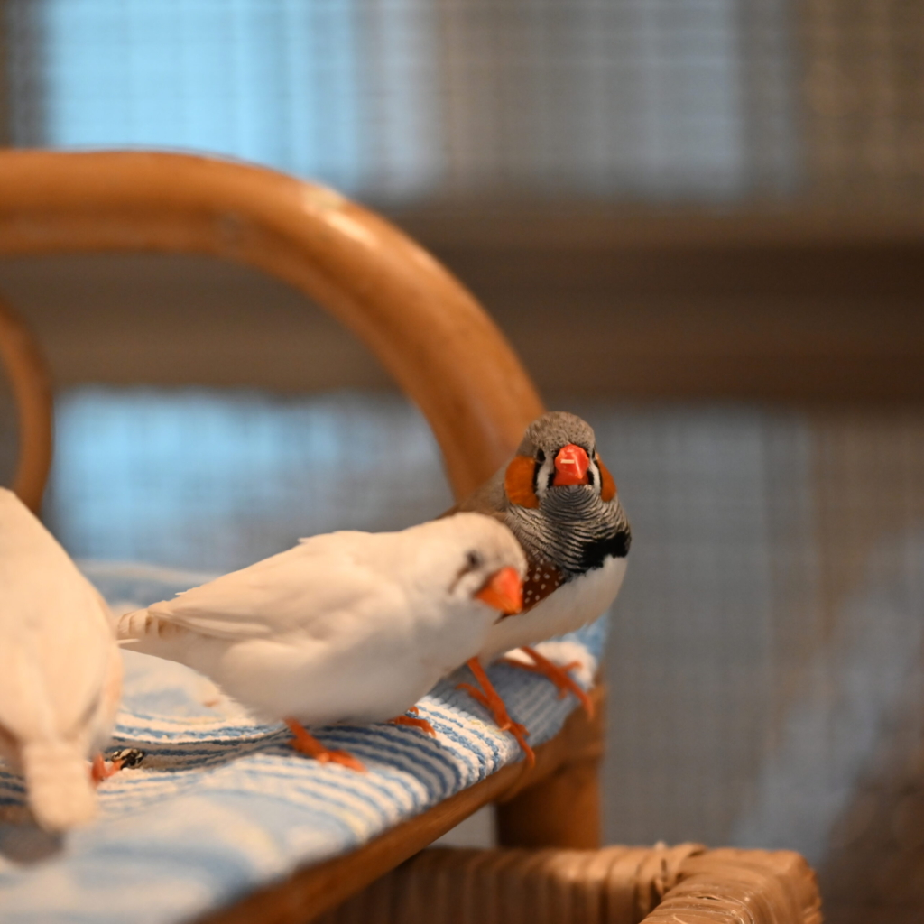 Tierportrait von Zebrafinken