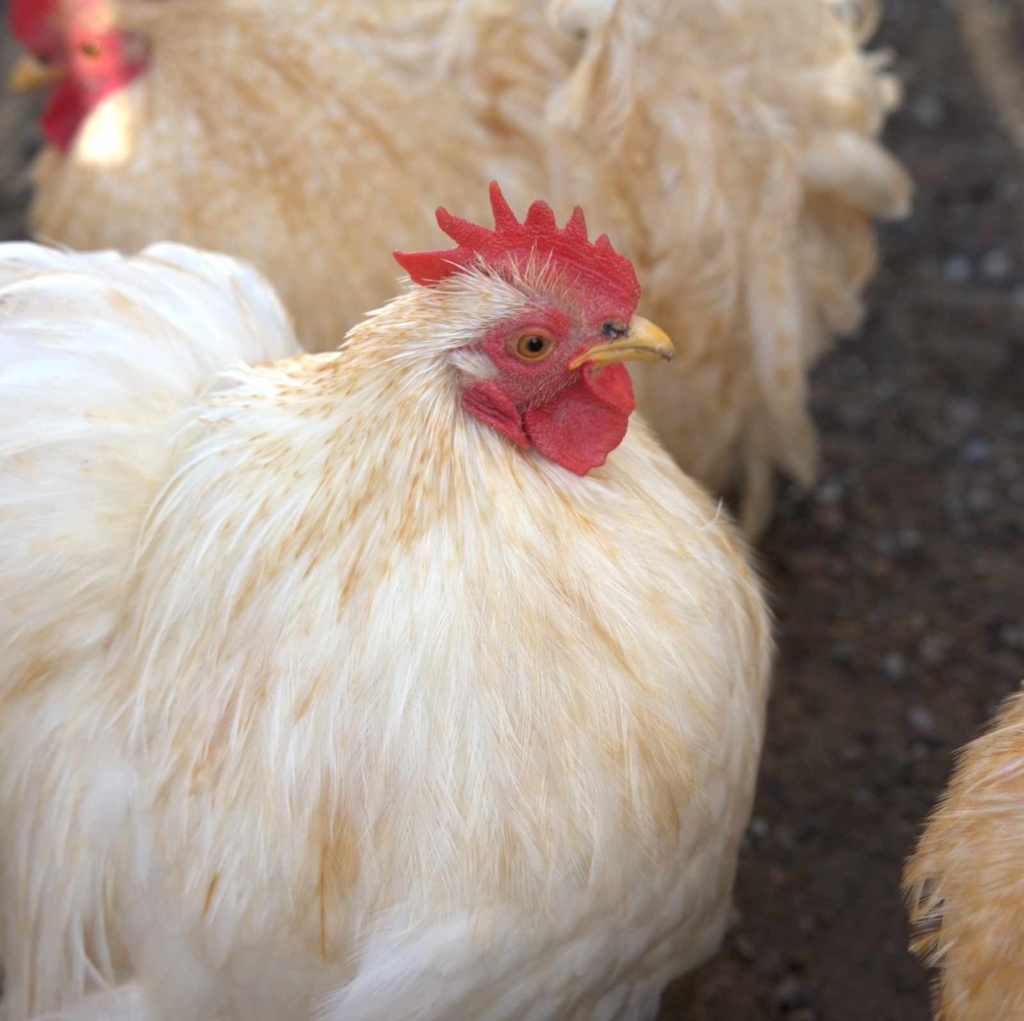 Tierportrait von Hahnnalena, Hahnelore