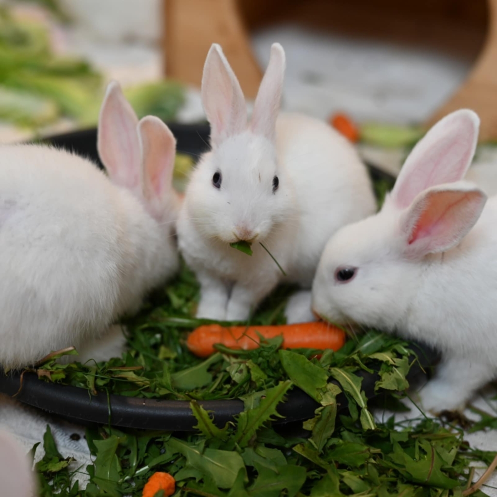 Tierportrait von Kaninchen Kinder