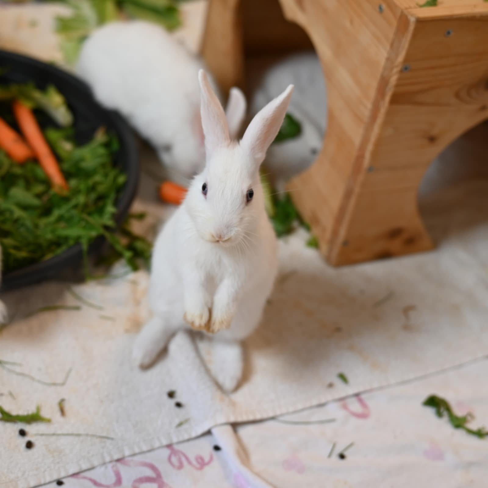 Kaninchen-Kinder-Bottrop-6.jpg