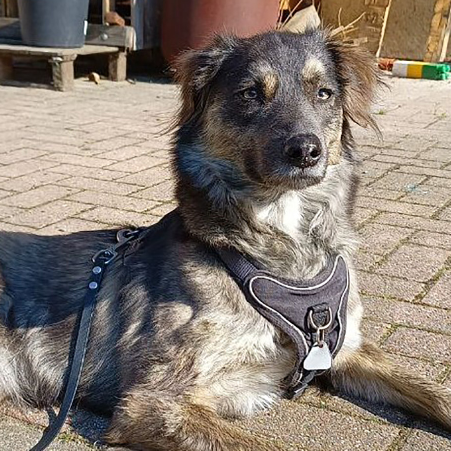 Romy - Mischlingshündin