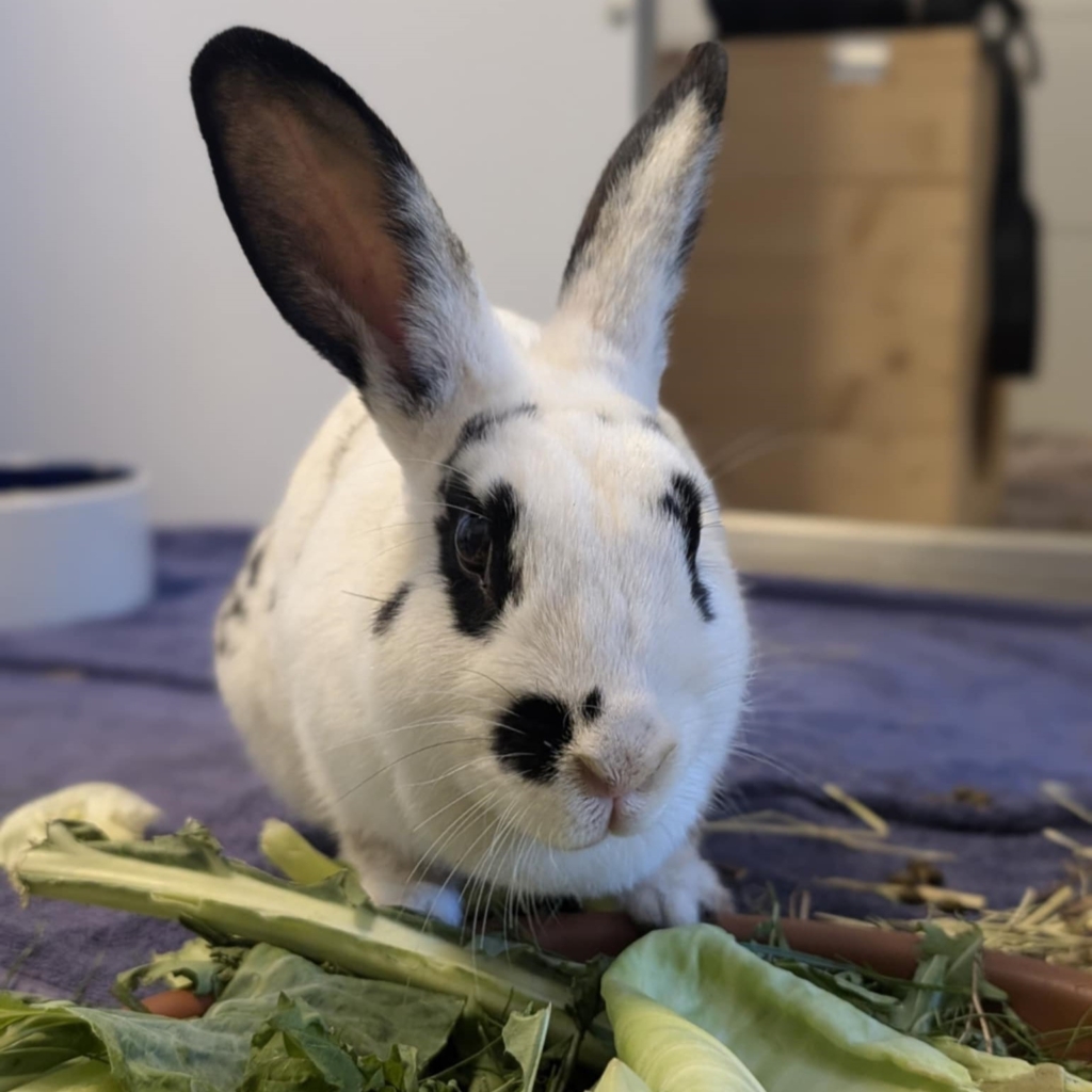 Tierportrait von Yukina