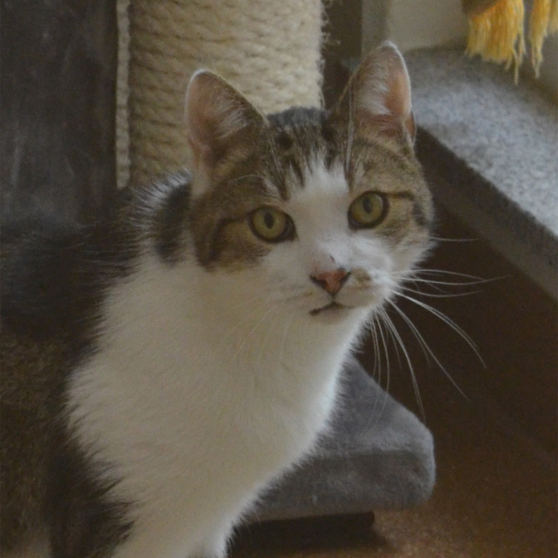 ace-titelbild-20230621