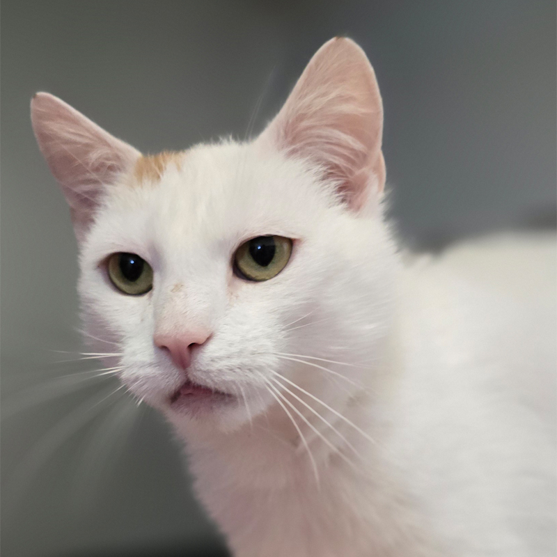 alexa-titelbild-20250527