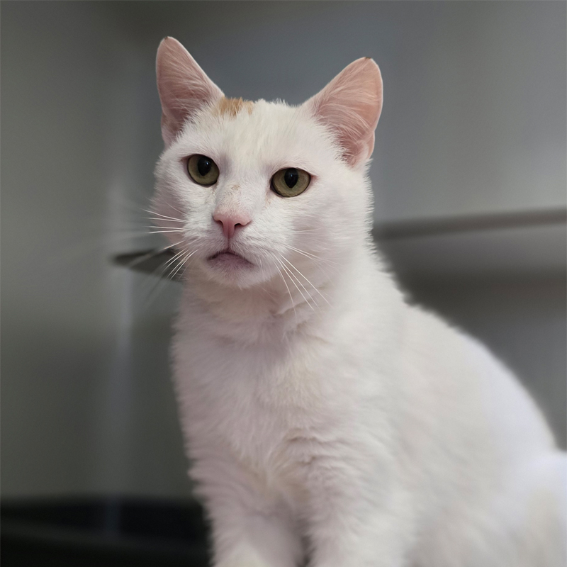 alexa1-profilbild-20250527