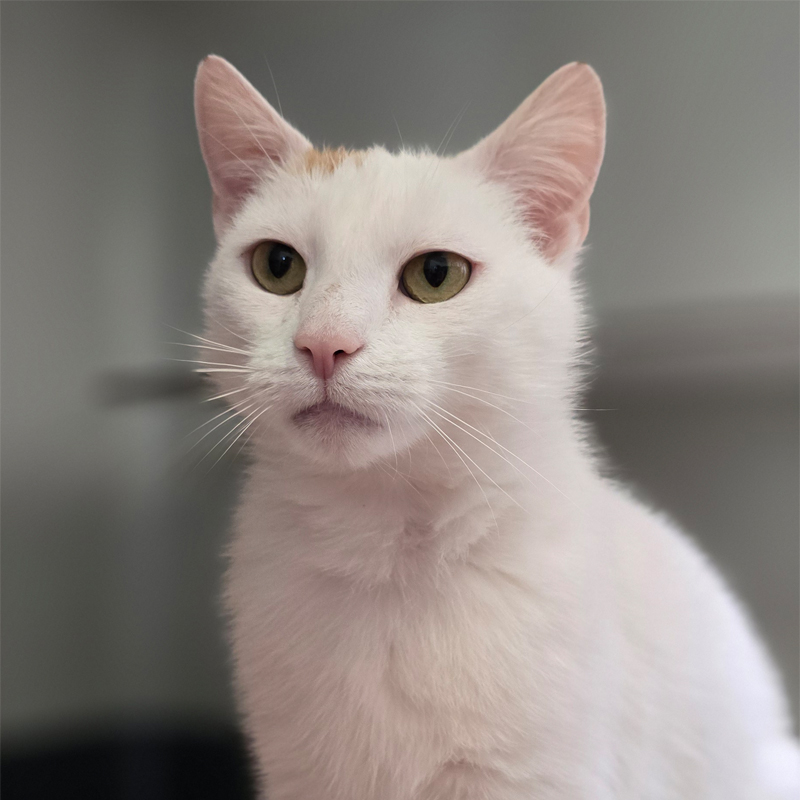 alexa2-profilbild-20250527