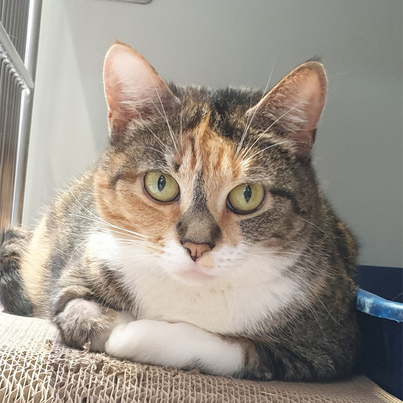 bella-titelbild-20240210