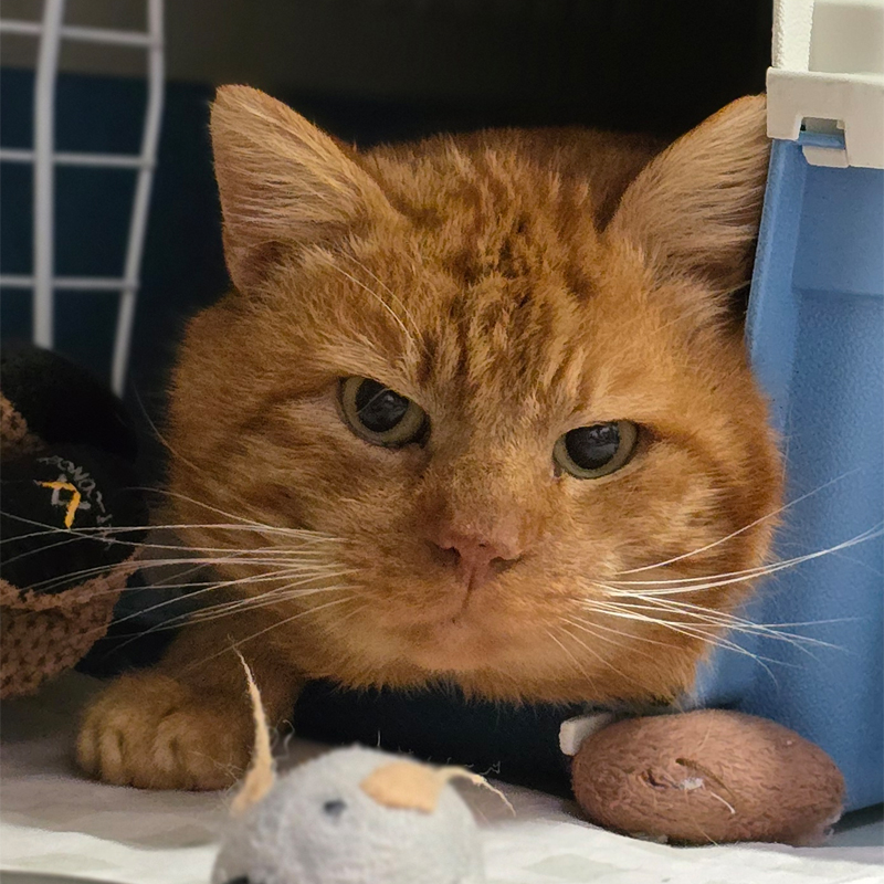 boxi-titelbild-20250130