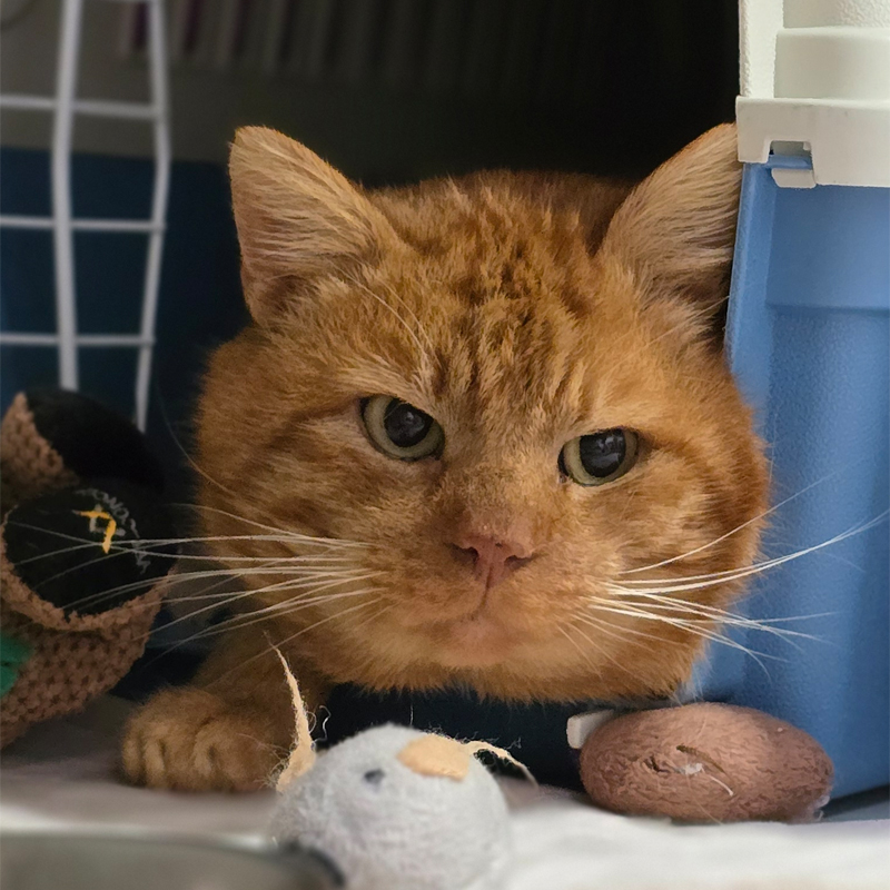 boxi1-profilbild-20250130