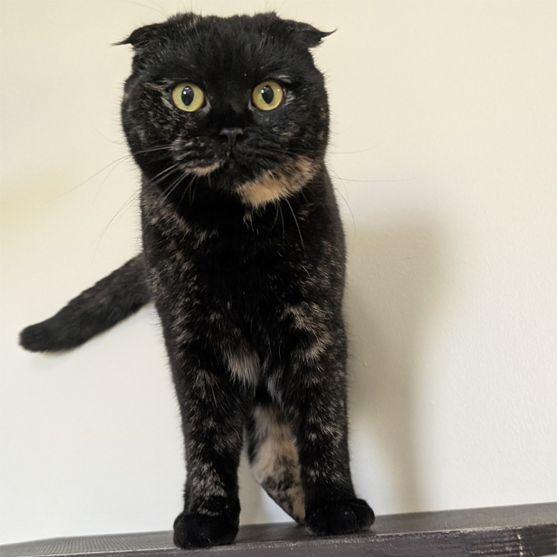 delia1-profilbild-20250408