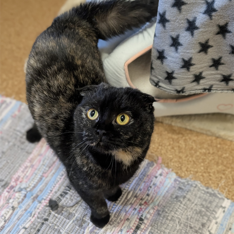 delia2-profilbild-20250408