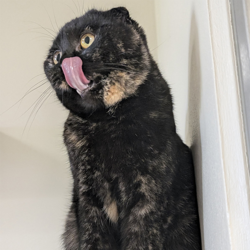 delia3-profilbild-20250408