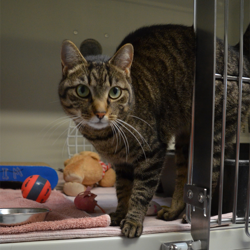 effi3-profilbild-20240210