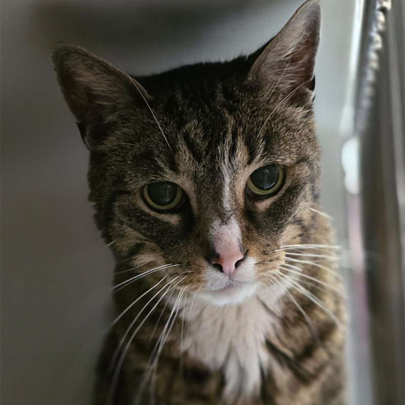 kaigo-titelbild-20250519