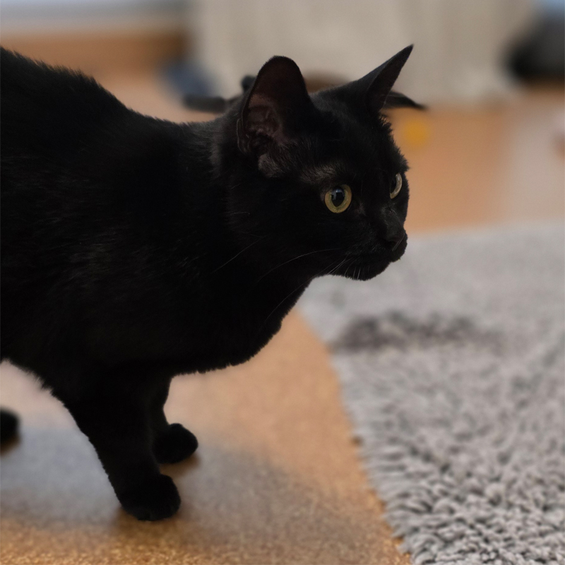 laika1-profilbild-20250617