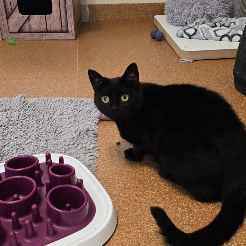 laika2-profilbild-20250617