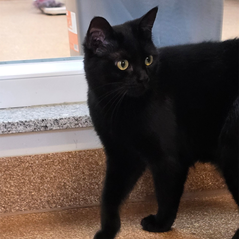 laika3-profilbild-20250617