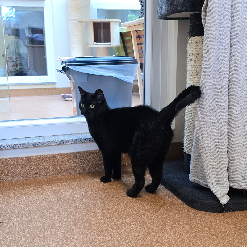 laika4-profilbild-20250617