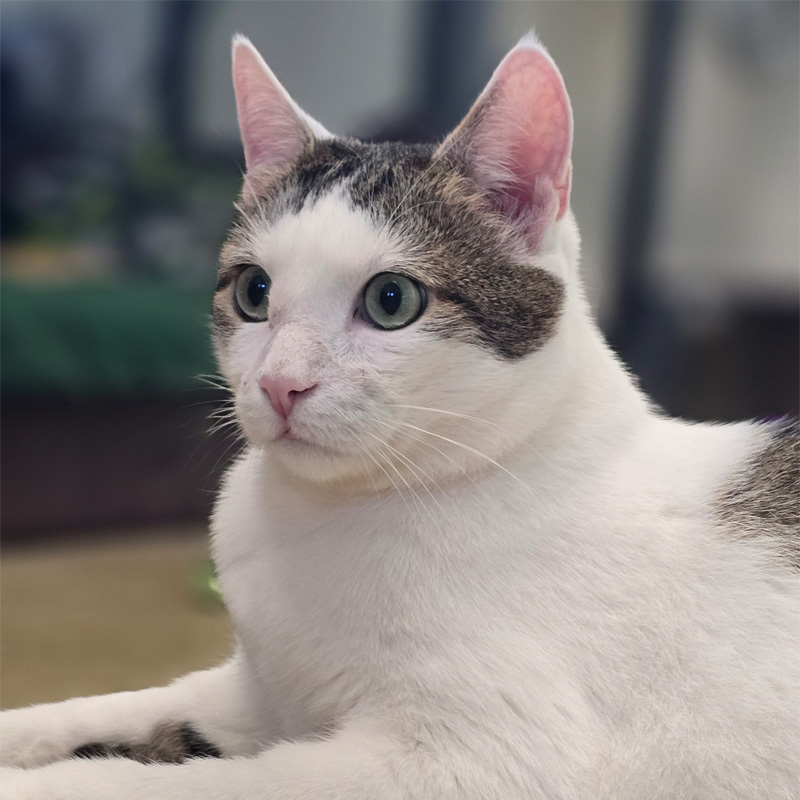 loki1-profilbild-20240808-1