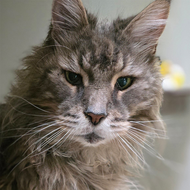 louis-titelbild-20250626