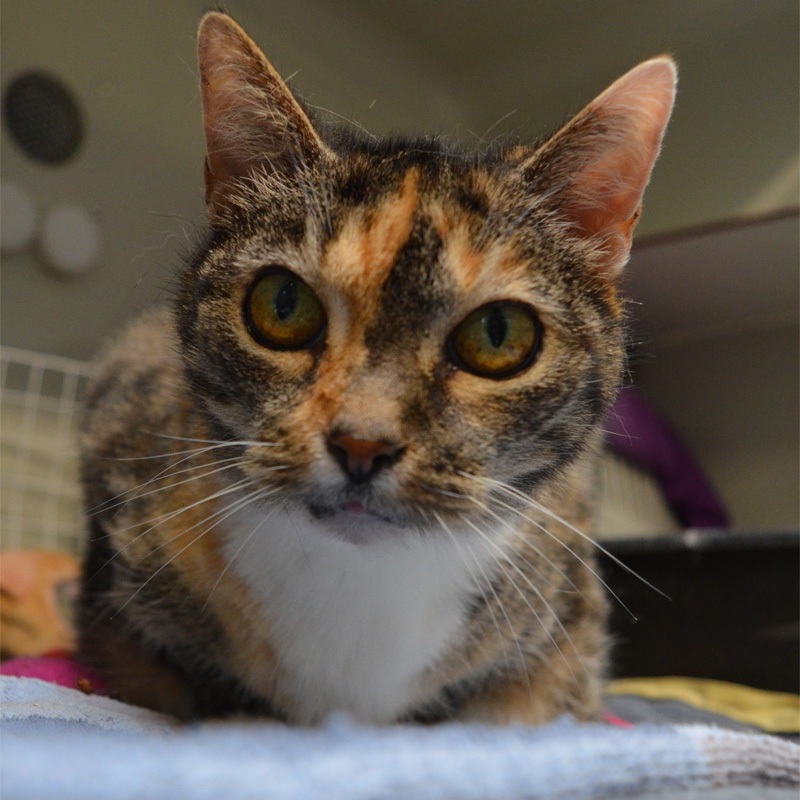 maja-titelbild-20240314