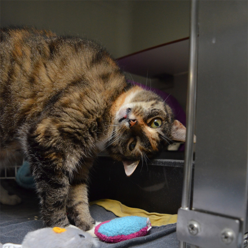 maja1-profilbild-20240314