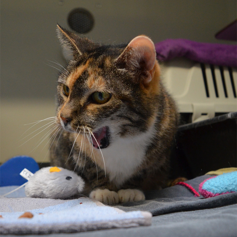 maja2-profilbild-20240314