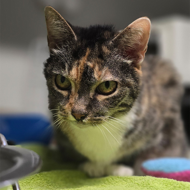 maja3-profilbild-20240314