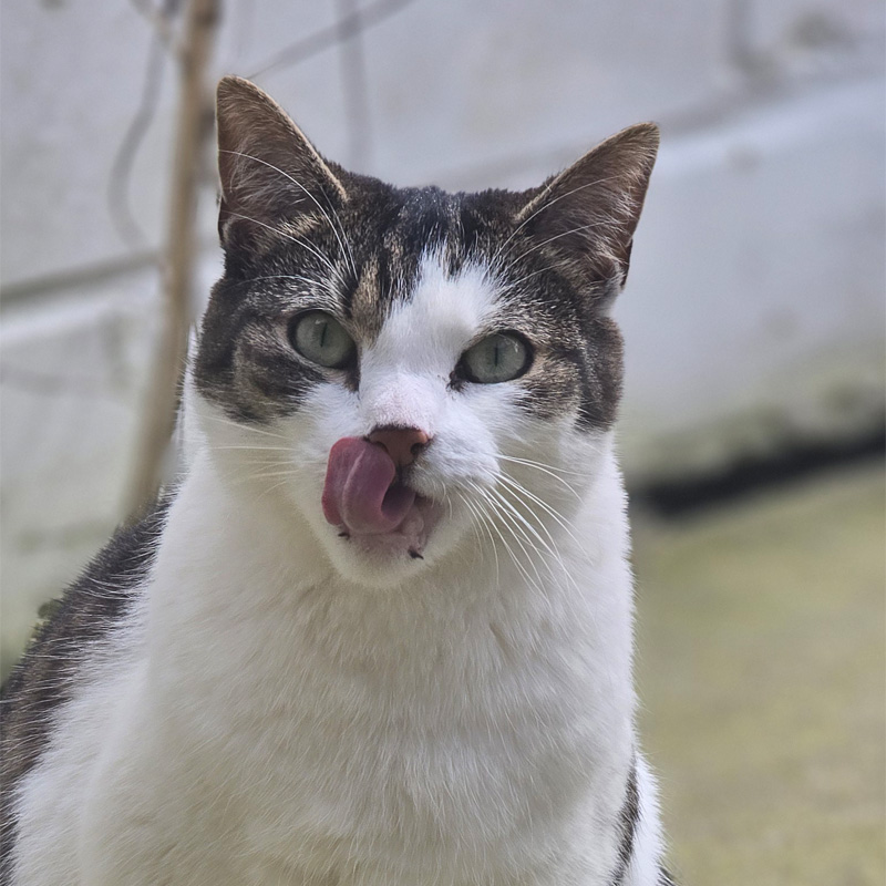 mielee-titelbild-20240421