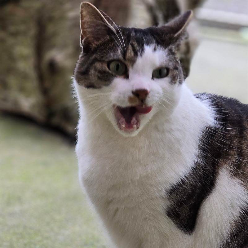 mielee1-profilbild-20240314