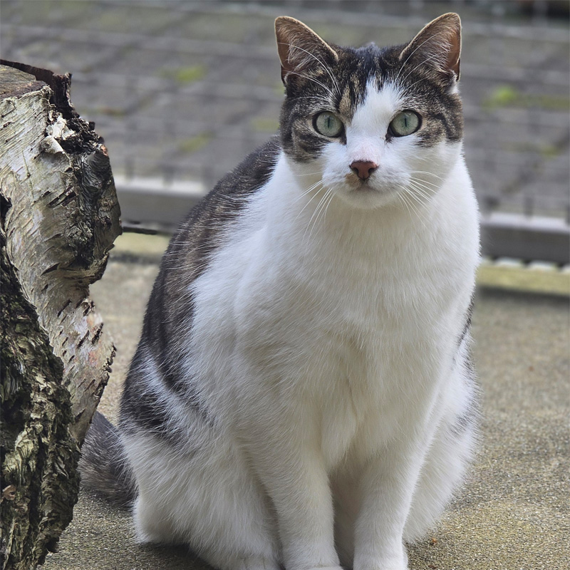 mielee1-profilbild-20240421