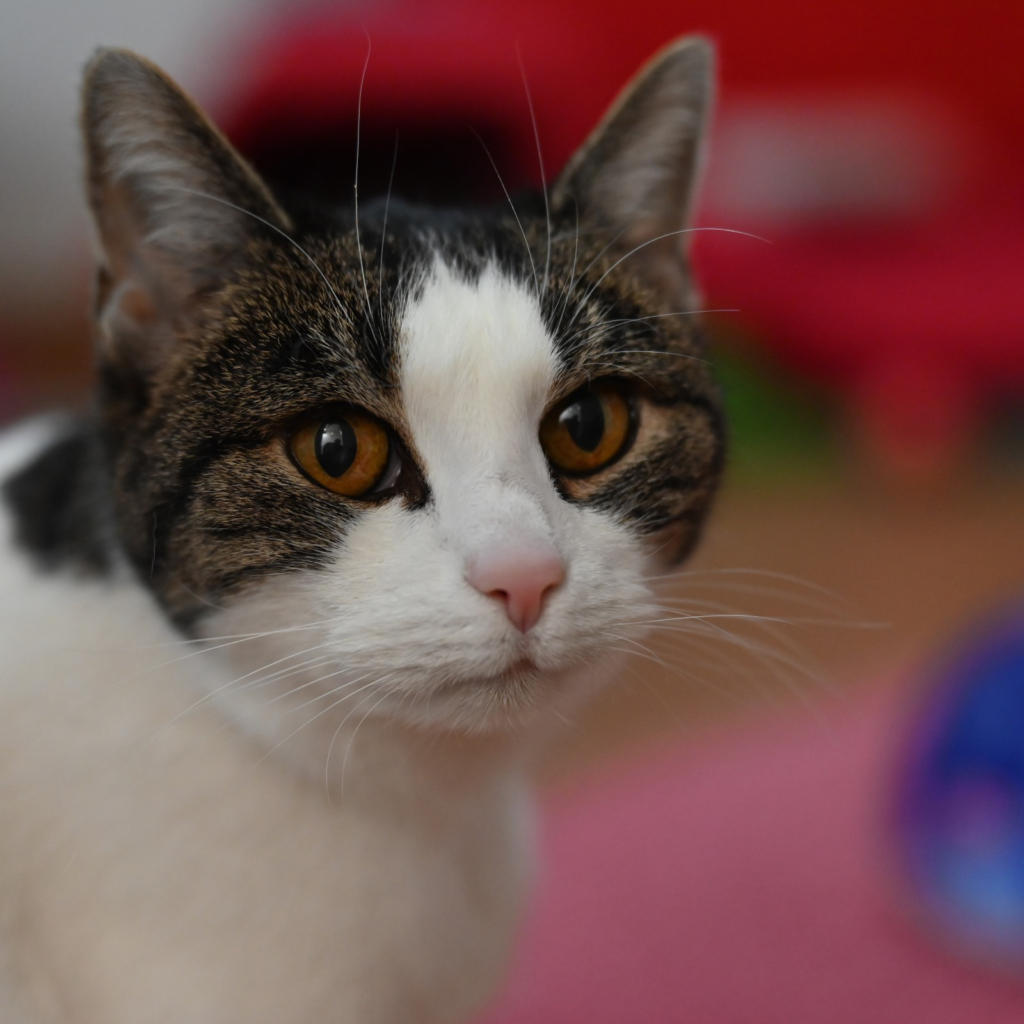 Tierportrait von Milly