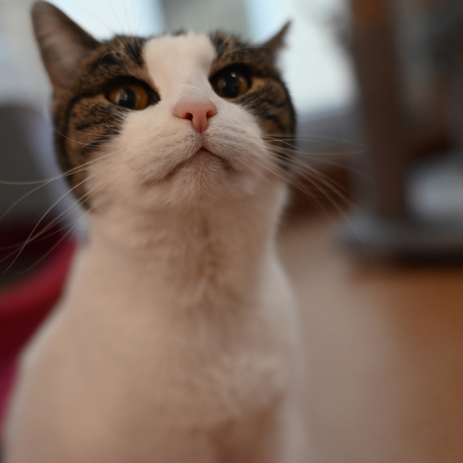 milli1-profilbild-20241110