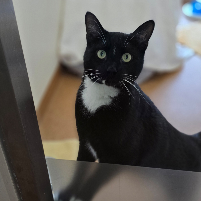 milo1-profilbild-20250111